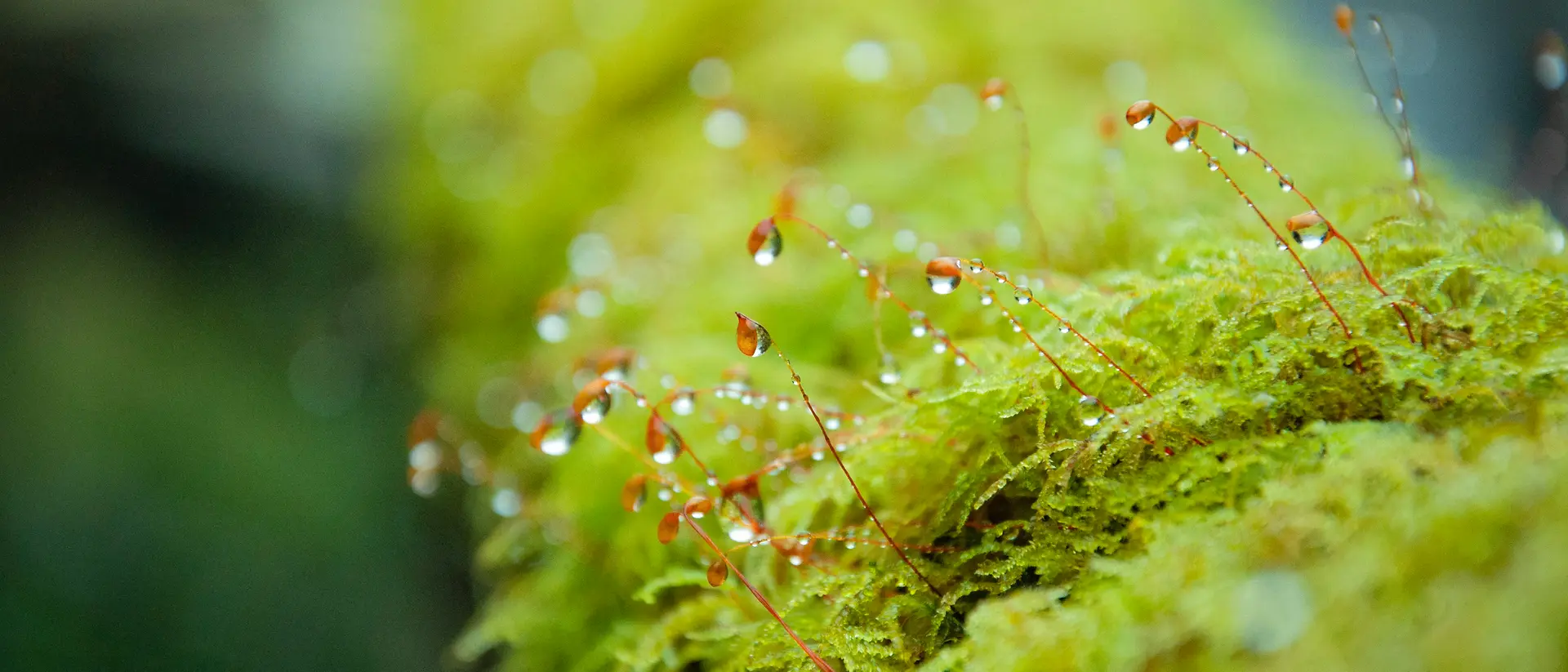 Primer plano de un musgo verde brillante con delicados tallos finos de color rojo que emergen de él, cada uno con pequeñas gotas de agua. El fondo aparece suavemente desenfocado, resaltando la textura y la humedad del musgo.